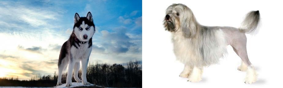 Lowchen vs Alaskan Husky - Breed Comparison