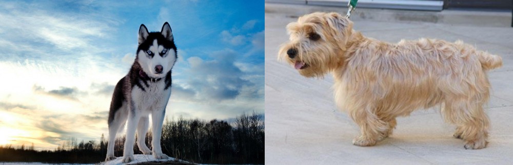 Lucas Terrier vs Alaskan Husky - Breed Comparison