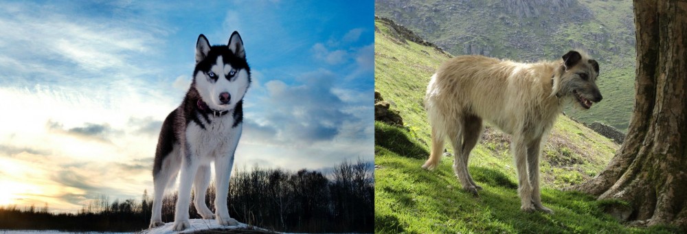 Lurcher vs Alaskan Husky - Breed Comparison
