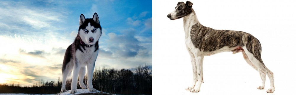 Magyar Agar vs Alaskan Husky - Breed Comparison