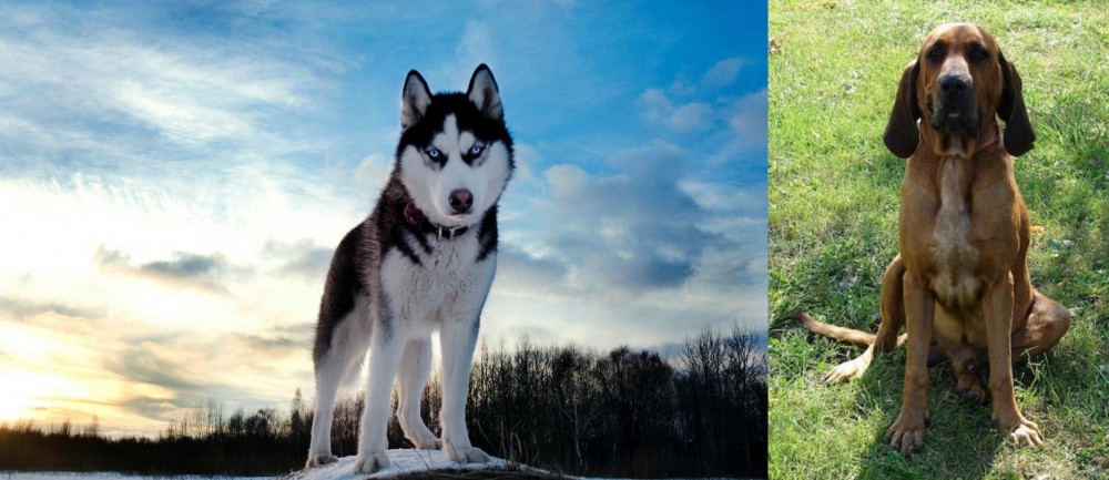 Majestic Tree Hound vs Alaskan Husky - Breed Comparison