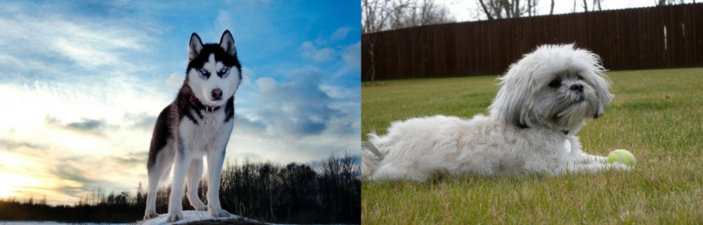 Mal-Shi vs Alaskan Husky - Breed Comparison