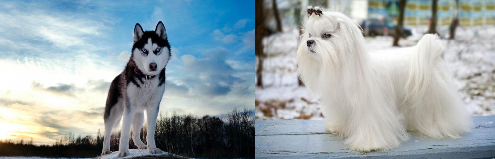 Maltese vs Alaskan Husky - Breed Comparison
