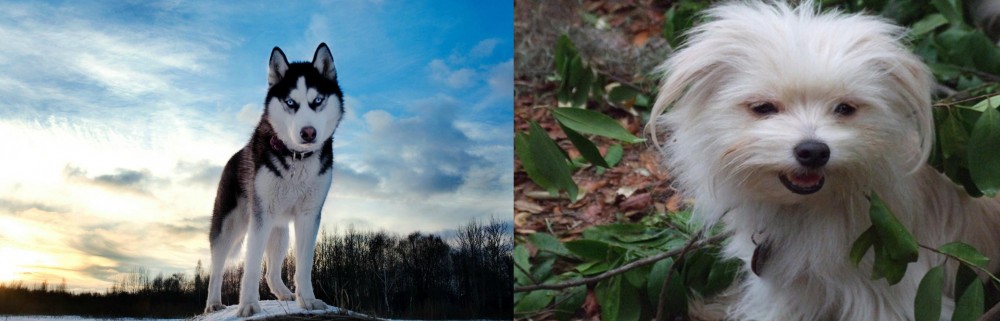 Malti-Pom vs Alaskan Husky - Breed Comparison