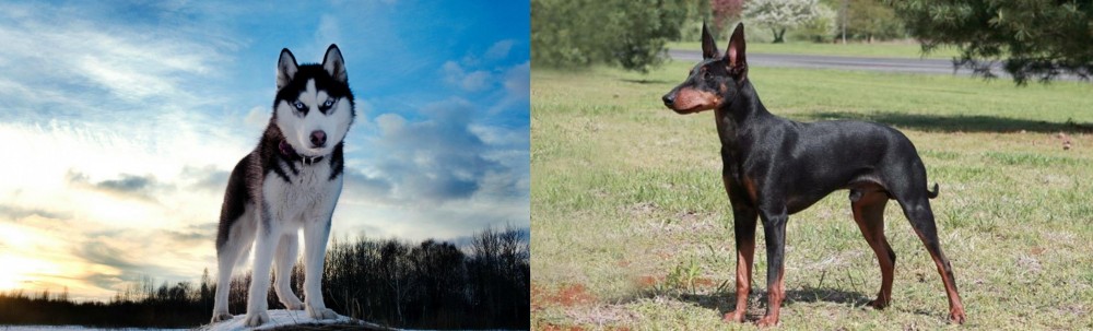 Manchester Terrier vs Alaskan Husky - Breed Comparison