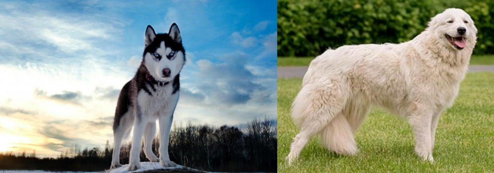 Maremma Sheepdog vs Alaskan Husky - Breed Comparison