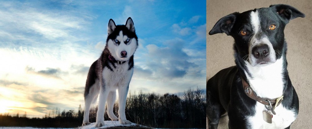 McNab vs Alaskan Husky - Breed Comparison