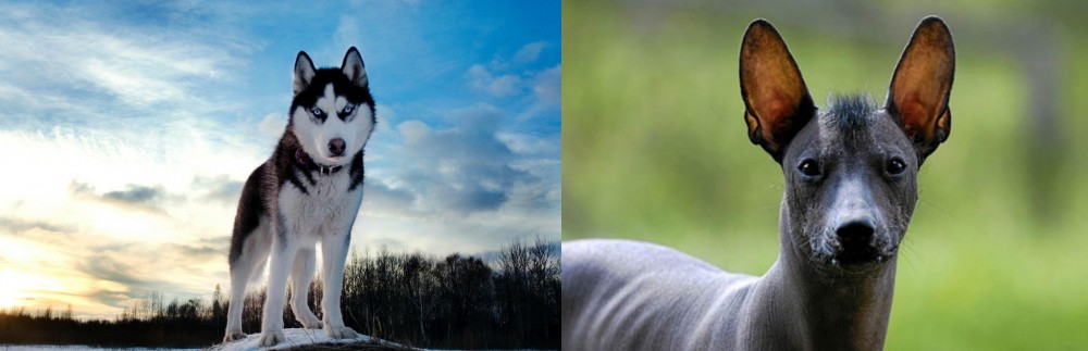 Mexican Hairless vs Alaskan Husky - Breed Comparison