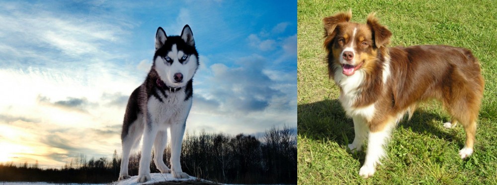 Miniature Australian Shepherd vs Alaskan Husky - Breed Comparison
