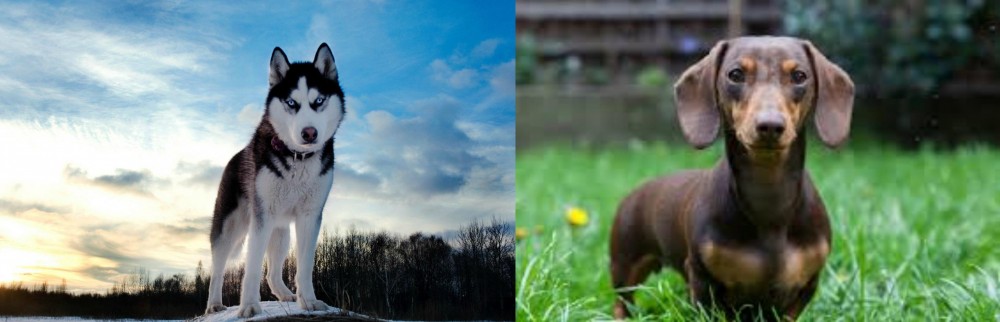 Miniature Dachshund vs Alaskan Husky - Breed Comparison