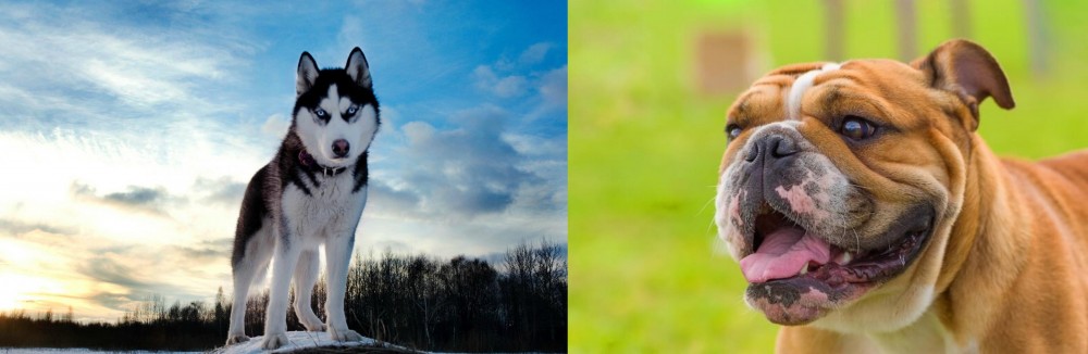 Miniature English Bulldog vs Alaskan Husky - Breed Comparison