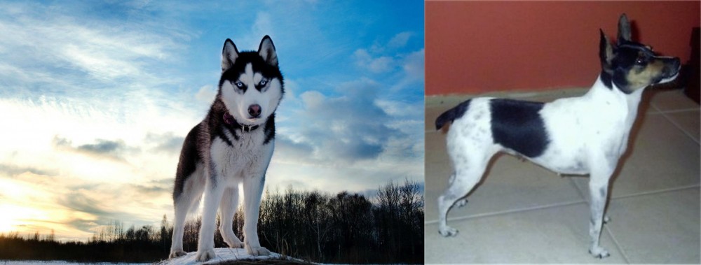 Miniature Fox Terrier vs Alaskan Husky - Breed Comparison