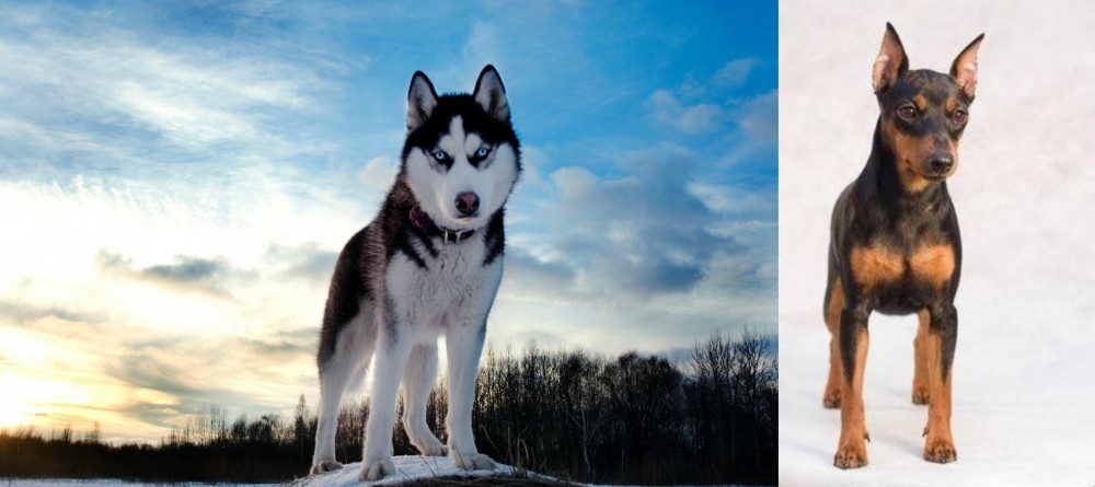 Miniature Pinscher vs Alaskan Husky - Breed Comparison