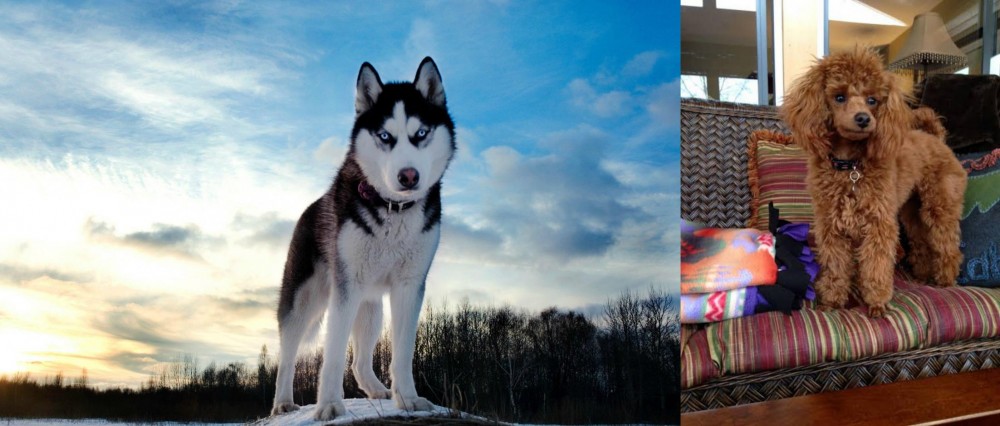 Miniature Poodle vs Alaskan Husky - Breed Comparison