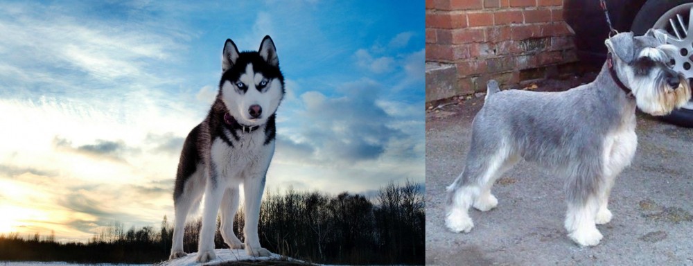 Miniature Schnauzer vs Alaskan Husky - Breed Comparison