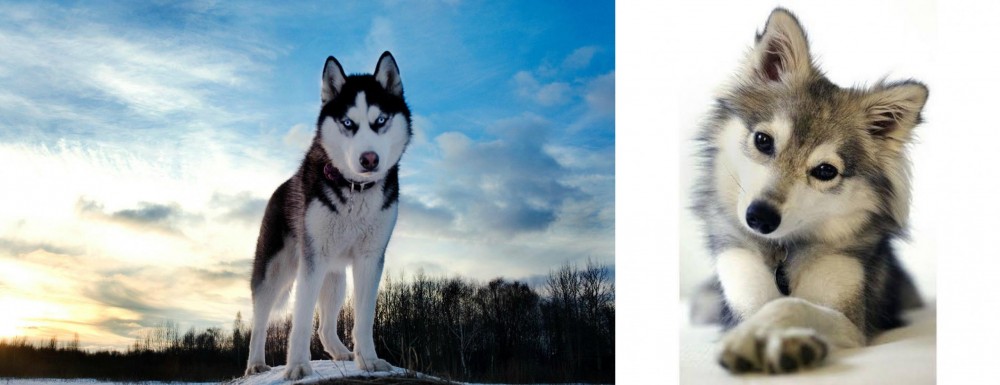 Miniature Siberian Husky vs Alaskan Husky - Breed Comparison