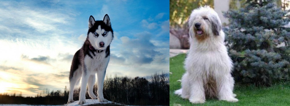 Mioritic Sheepdog vs Alaskan Husky - Breed Comparison