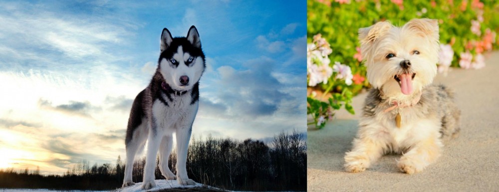Morkie vs Alaskan Husky - Breed Comparison