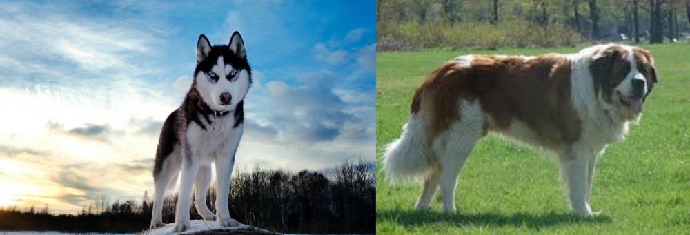 Moscow Watchdog vs Alaskan Husky - Breed Comparison