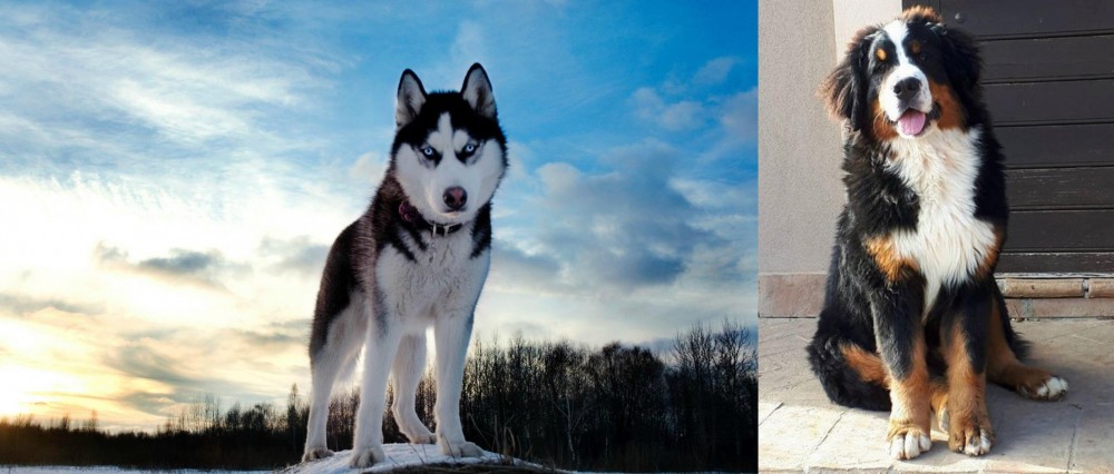 Mountain Burmese vs Alaskan Husky - Breed Comparison