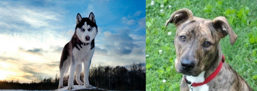 Mountain Cur vs Alaskan Husky - Breed Comparison
