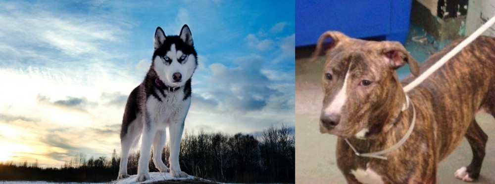 Mountain View Cur vs Alaskan Husky - Breed Comparison