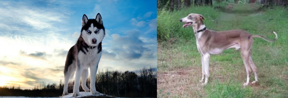 Mudhol Hound vs Alaskan Husky - Breed Comparison