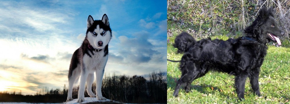 Mudi vs Alaskan Husky - Breed Comparison