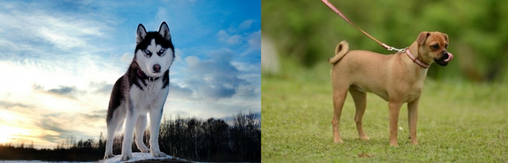 Muggin vs Alaskan Husky - Breed Comparison