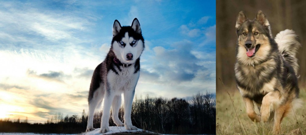 Native American Indian Dog vs Alaskan Husky - Breed Comparison