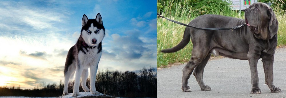 Neapolitan Mastiff vs Alaskan Husky - Breed Comparison