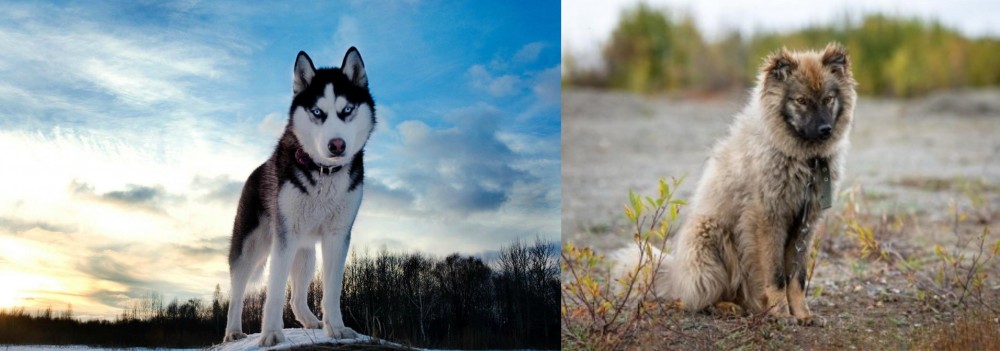 Nenets Herding Laika vs Alaskan Husky - Breed Comparison