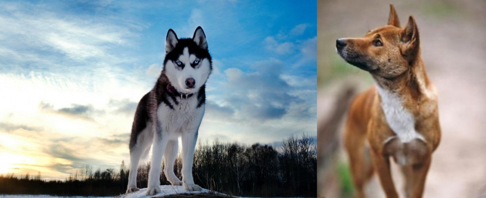 New Guinea Singing Dog vs Alaskan Husky - Breed Comparison