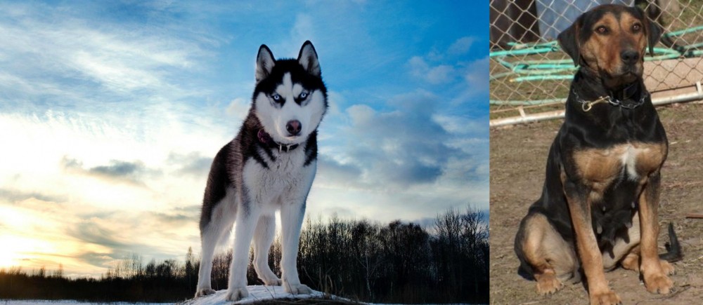 New Zealand Huntaway vs Alaskan Husky - Breed Comparison