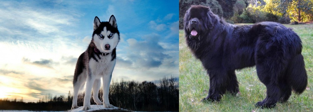 Newfoundland Dog vs Alaskan Husky - Breed Comparison