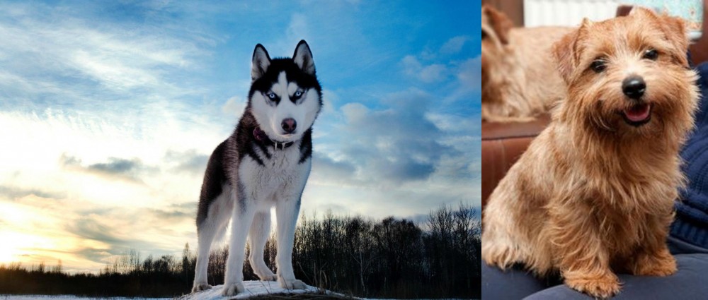 Norfolk Terrier vs Alaskan Husky - Breed Comparison