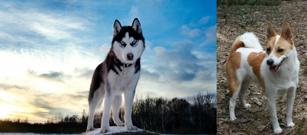 Norrbottenspets vs Alaskan Husky - Breed Comparison