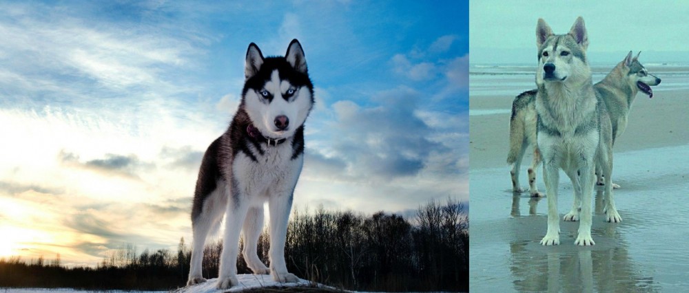 Northern Inuit Dog vs Alaskan Husky - Breed Comparison