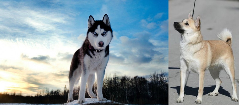Norwegian Buhund vs Alaskan Husky - Breed Comparison