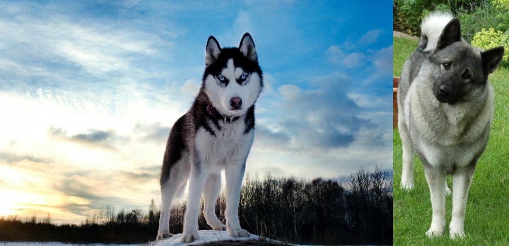 Norwegian Elkhound vs Alaskan Husky - Breed Comparison