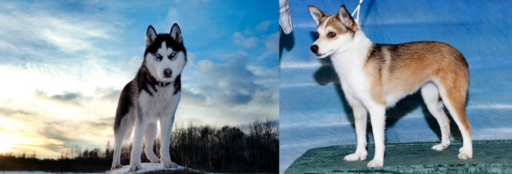 Norwegian Lundehund vs Alaskan Husky - Breed Comparison