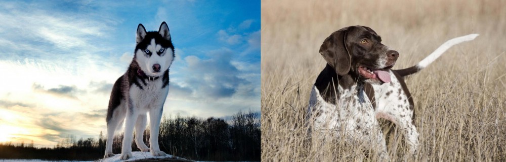 Old Danish Pointer vs Alaskan Husky - Breed Comparison