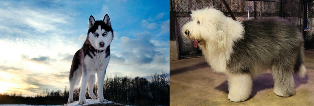 Old English Sheepdog vs Alaskan Husky - Breed Comparison