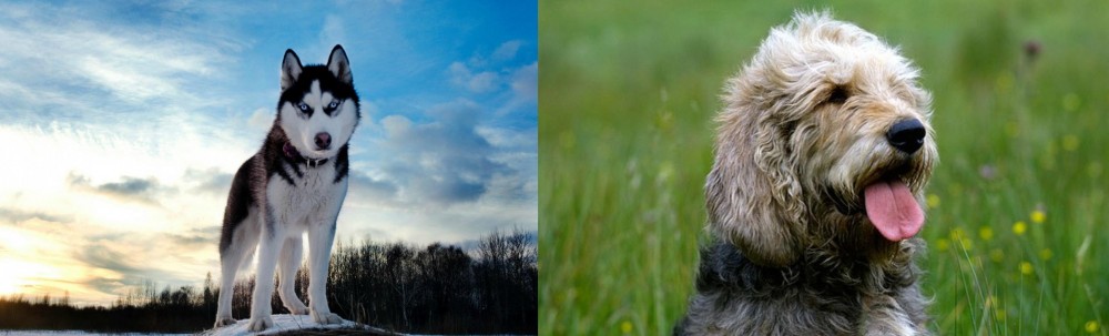 Otterhound vs Alaskan Husky - Breed Comparison