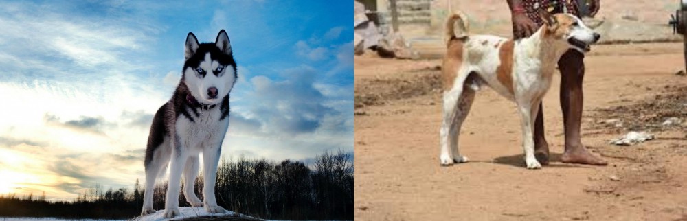 Pandikona vs Alaskan Husky - Breed Comparison