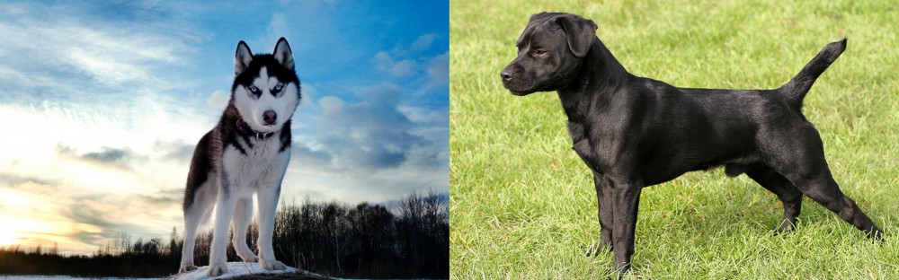 Patterdale Terrier vs Alaskan Husky - Breed Comparison