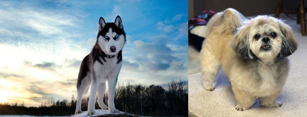PekePoo vs Alaskan Husky - Breed Comparison