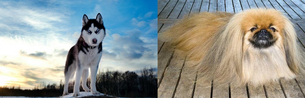 Pekingese vs Alaskan Husky - Breed Comparison