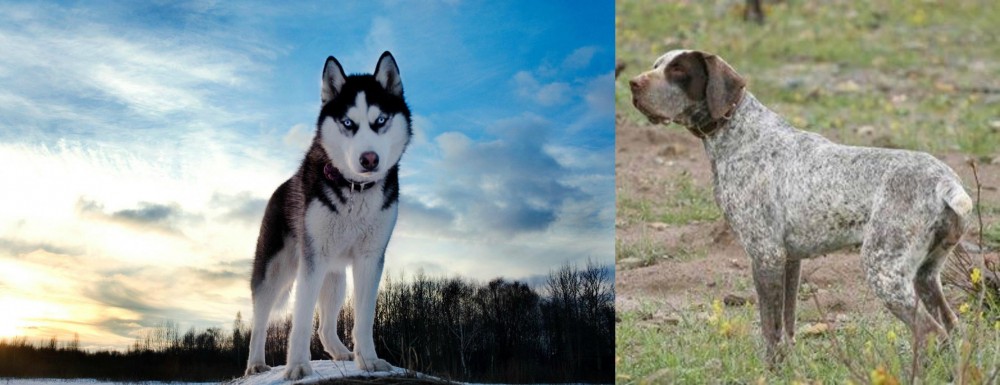 Perdiguero de Burgos vs Alaskan Husky - Breed Comparison