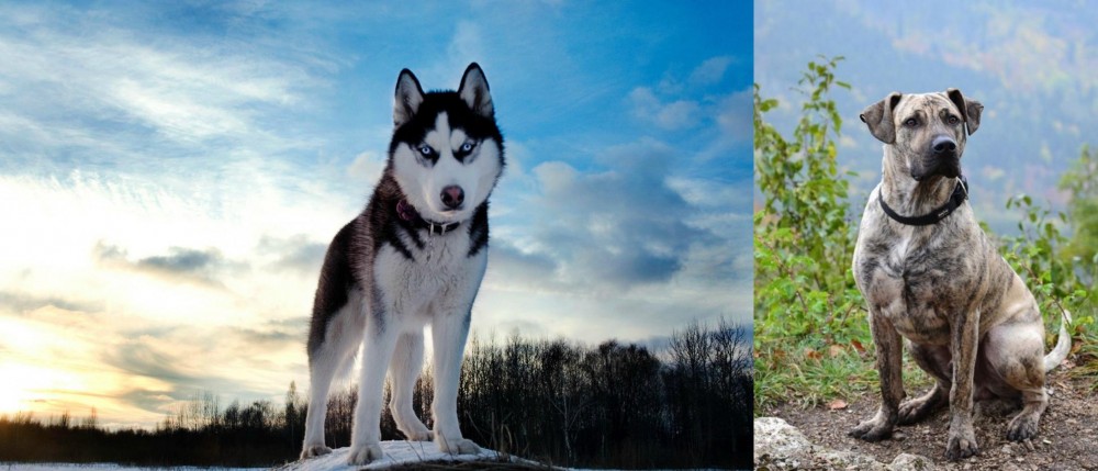 Perro Cimarron vs Alaskan Husky - Breed Comparison